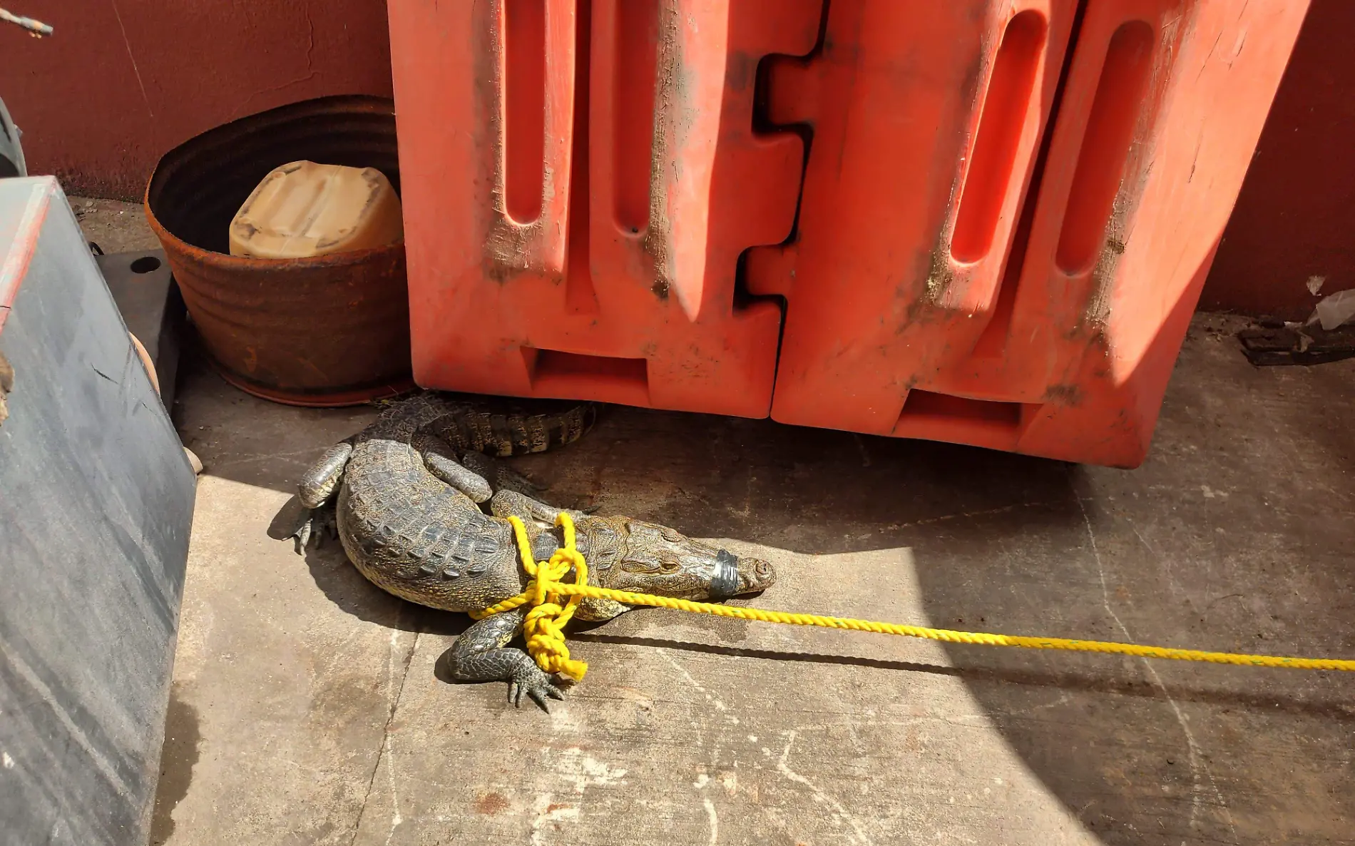 Cocodrilo de metro y medio sorprende a vecinos en Ciudad Madero